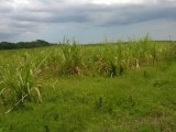 Rhyms Bury, Clarendon, Jamaica - Commercial/farm land for Sale